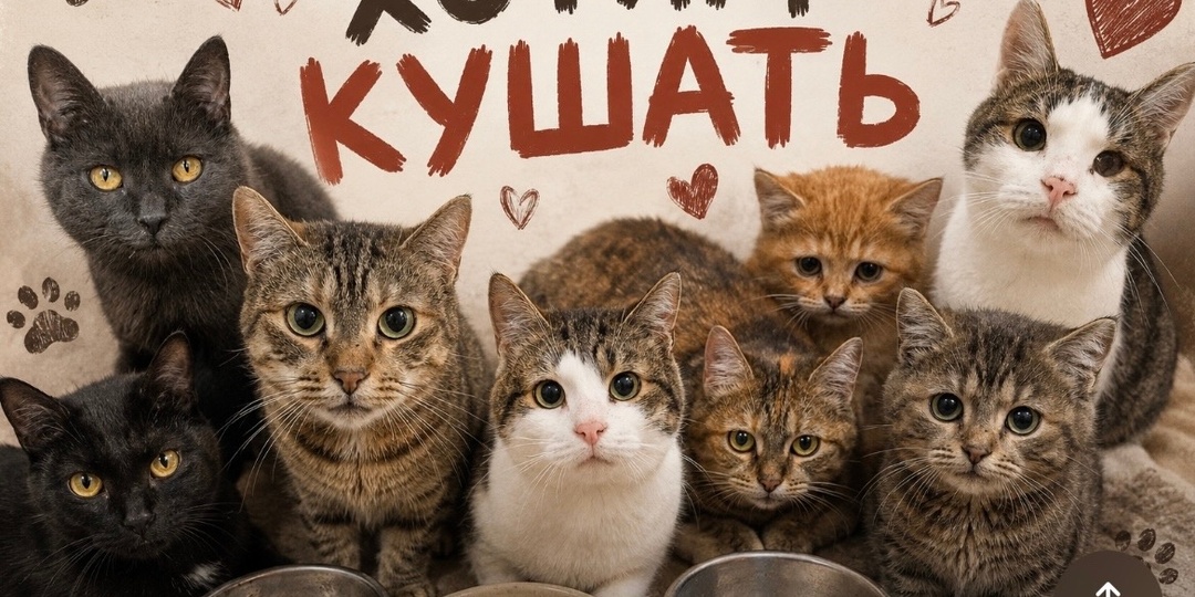 🆘🆘🆘ПОМОГИТЕ ПОЖАЛУЙСТА НА КОРМ КОТИКАМ!🆘🆘🆘🐾