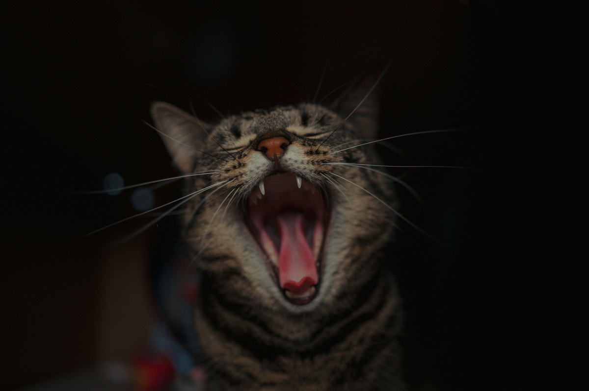 Автор фото Nino Van Prattenburg на Unsplash