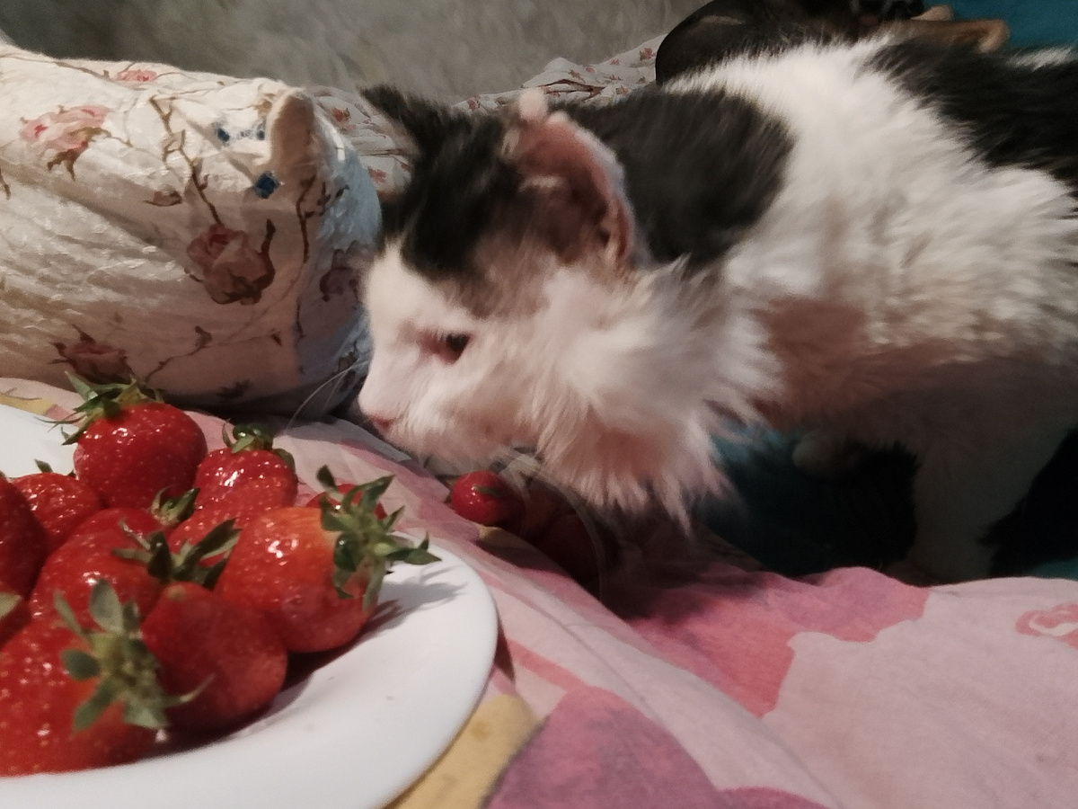 Дед изучает клубничку