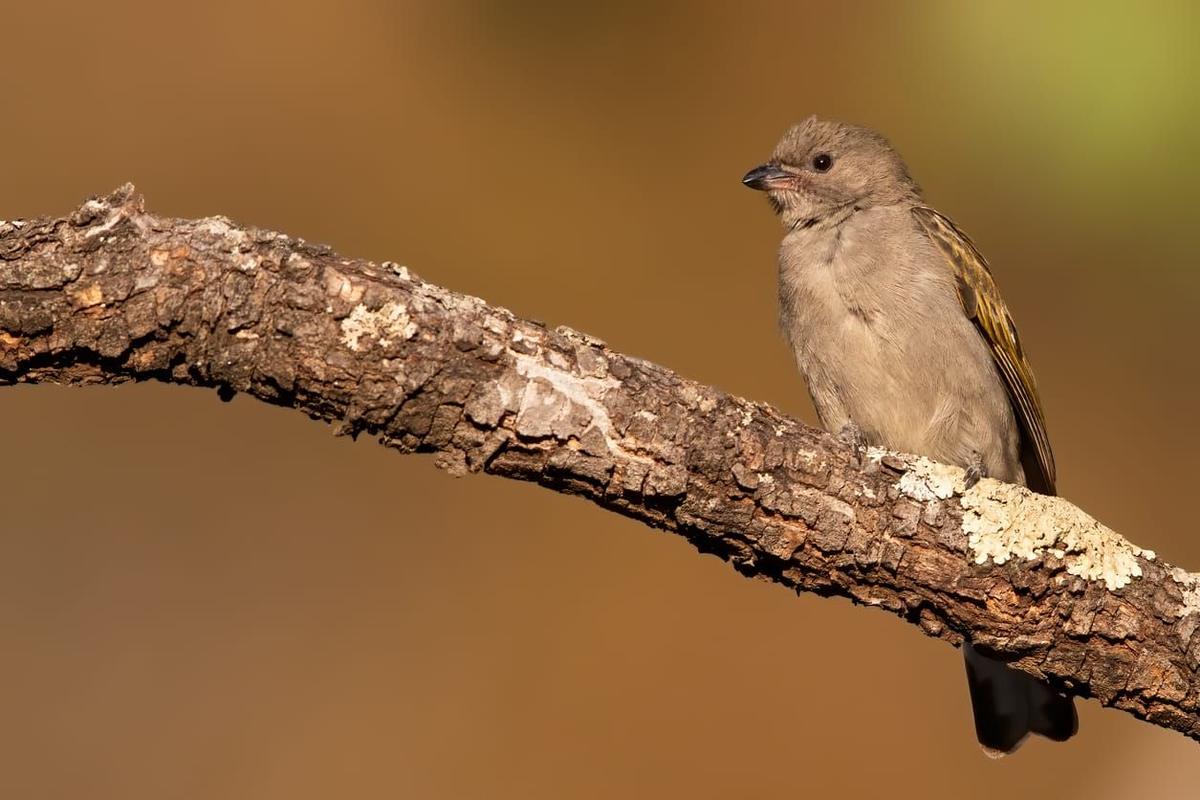 Малый медоуказчик https://www.istockphoto.com/photo/bird-species-of-angola-the-lesser-honeyguide-indicator-minor-gm1269780666-372981108
