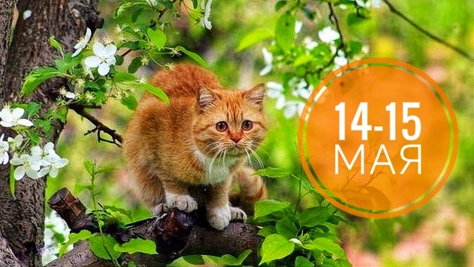 Нумерологический прогноз на 14 и 15 мая 2026 года