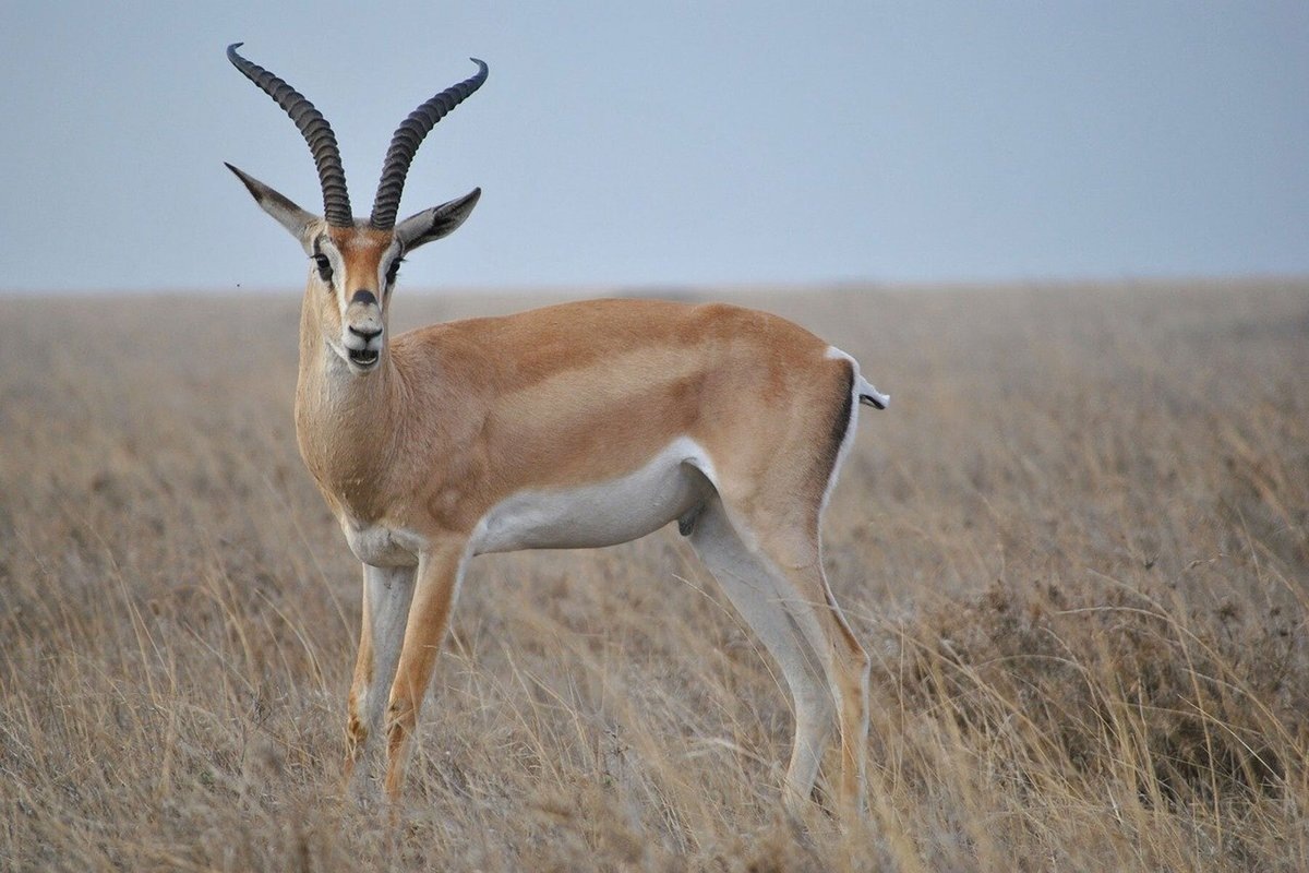 Фото с сайта: https://www.tripadvisor.com.pe/Attraction_Review-g297913-d21677329-Reviews-Sarafu_Travel-Arusha_Arusha_Region.html