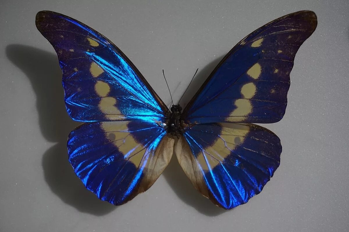 Фото с сайта: https://wiki2.org/en/Morpho_helena