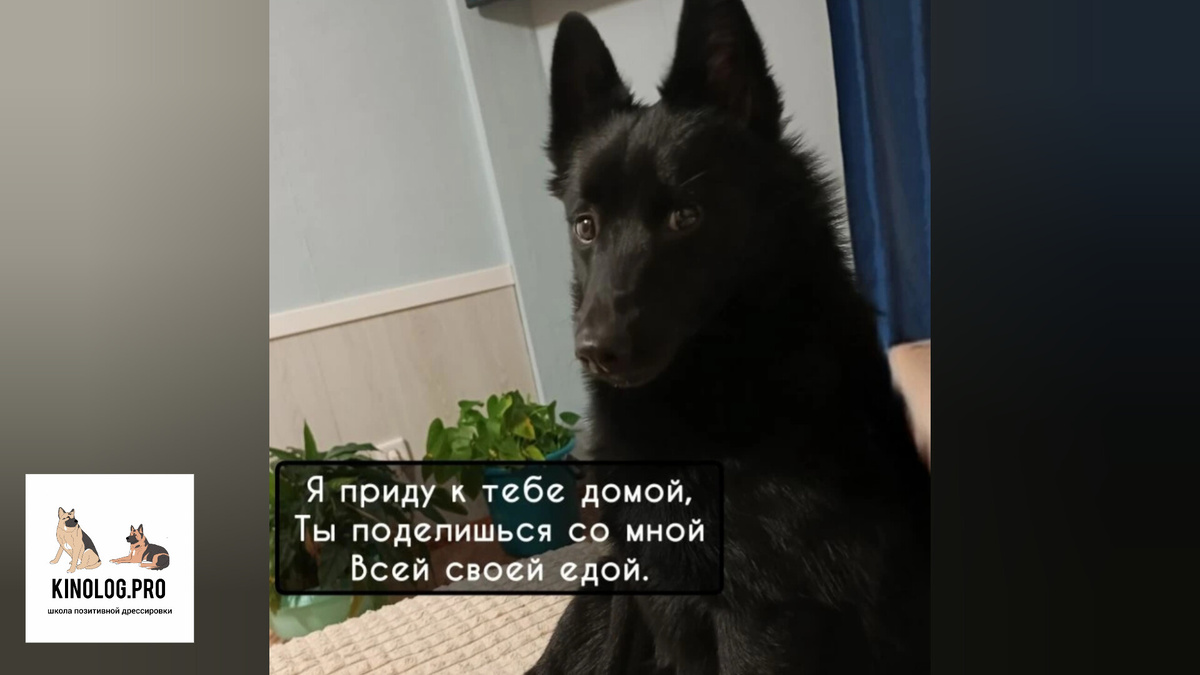 На фото Вермут. Он попрошайка- рецедивист.
