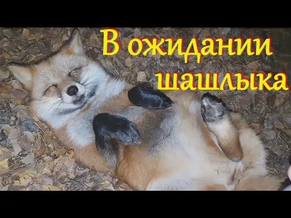 Голодный лисий обморок))