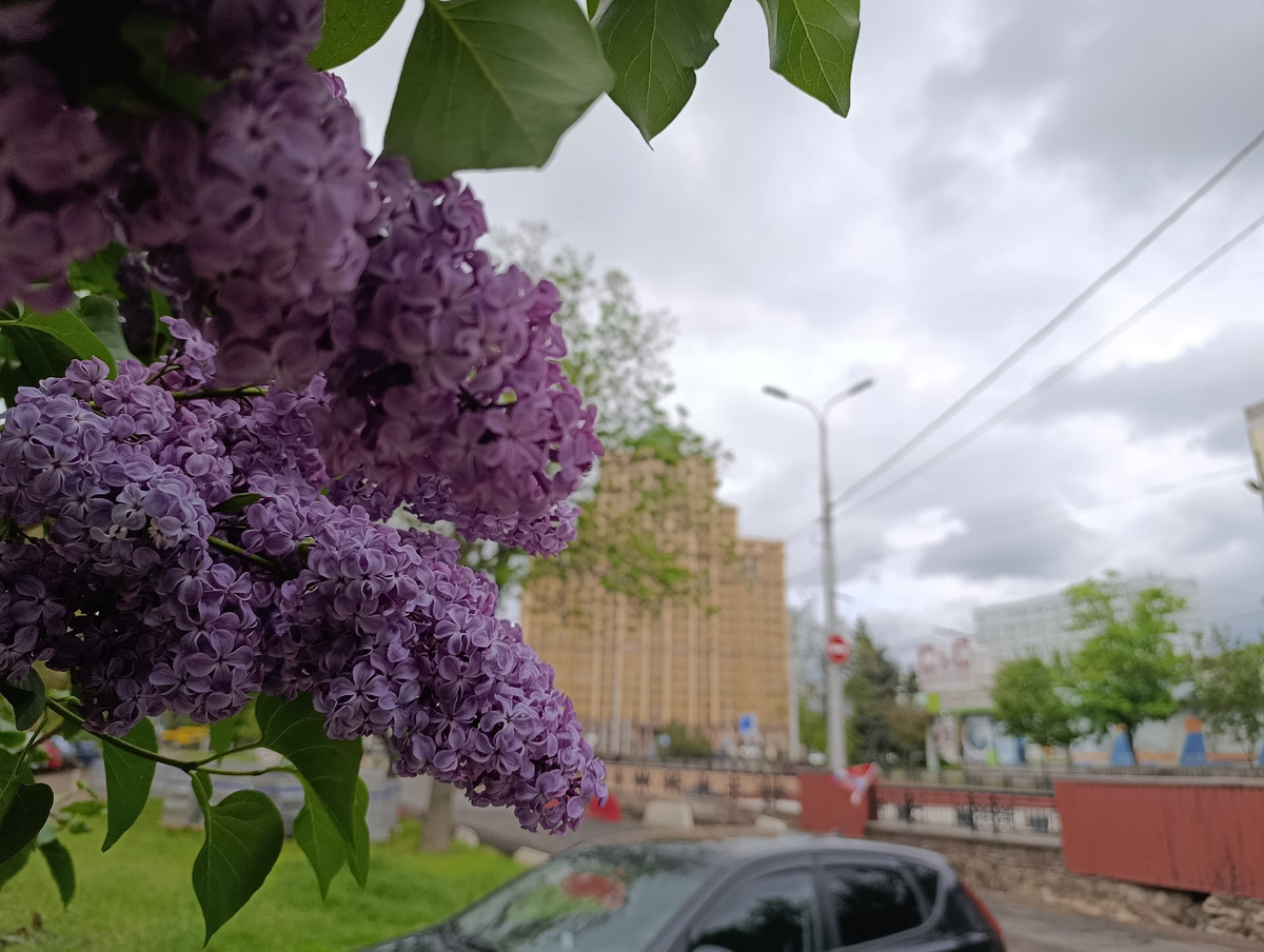 Сирень на фоне практически пустующего бизнес-центра на Шахтёрской площади 