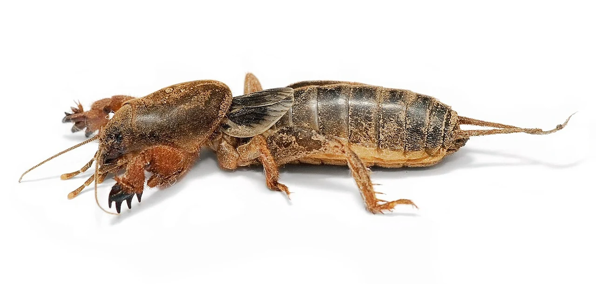Mole cricket - Wikipedia.
