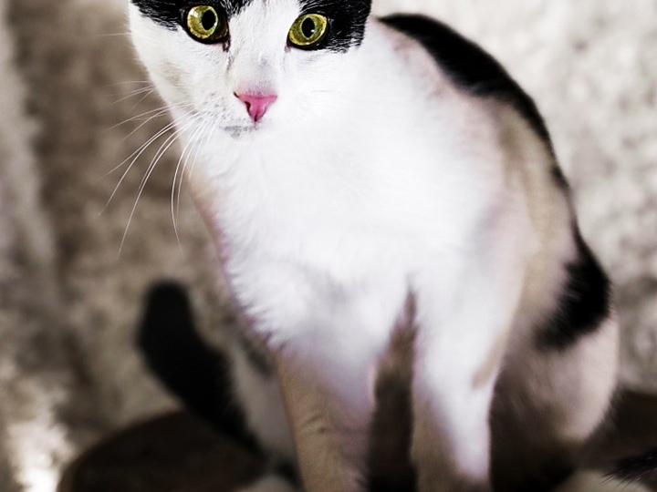 🐱💕 ИЩЕТ ДОМ. КРОХА — малышка с огромным сердцем и детской душой! 🙏👨‍👩‍👧‍👦