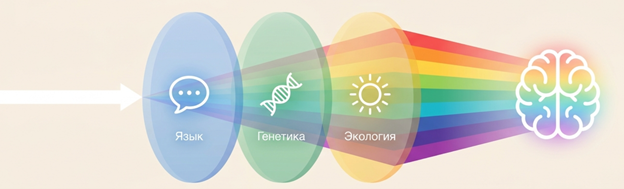 То, как мы видим и называем цвета, кажется нам естественным и неизменным свойством человеческого зрения. Однако восприятие цвета — это не просто пассивная регистрация оптических световых волн. Современная наука доказывает, что наша способность различать оттенки формируется на стыке нейробиологии, эволюционной генетики, факторов окружающей среды и языка, на котором мы говорим.