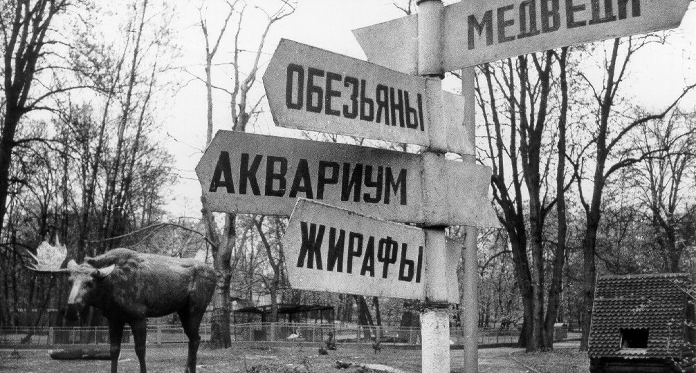 Явление лосей народу