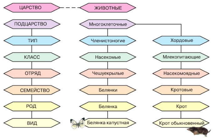пример систематики 