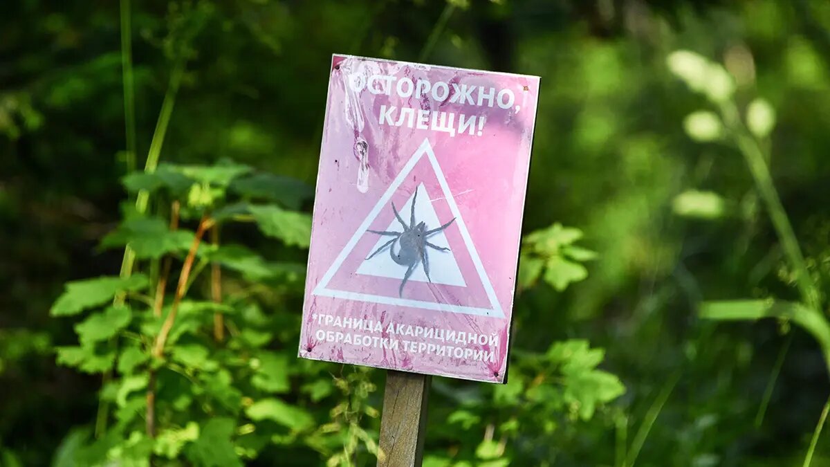    Источник: vm.ru/ Игорь Никольский