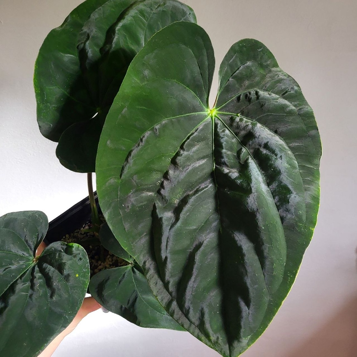 -2