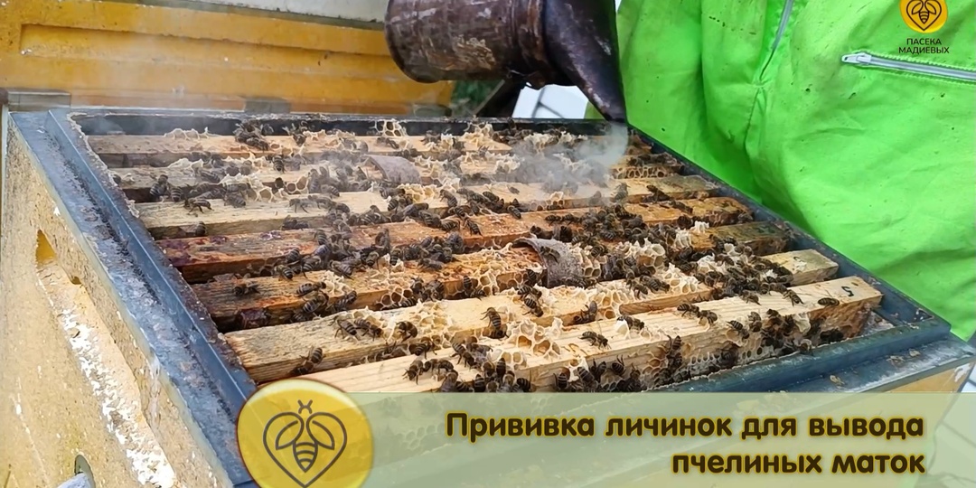 Прививка личинок для вывода пчелиных маток. Матководство