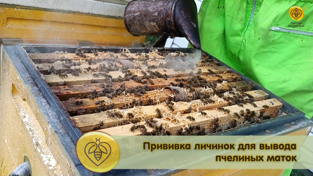 Племенная семья