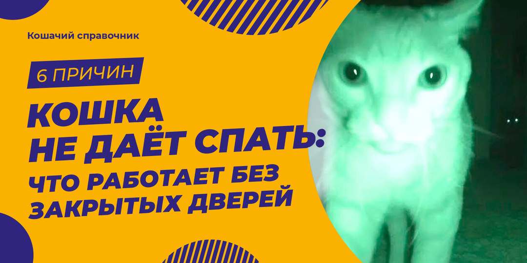 Кошка не даёт спать: 6 причин и что реально помогает без закрытых дверей