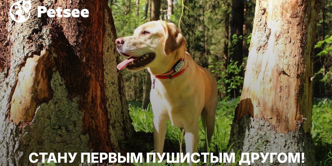 Первая собака! 9 пород, с которыми справится даже новичок