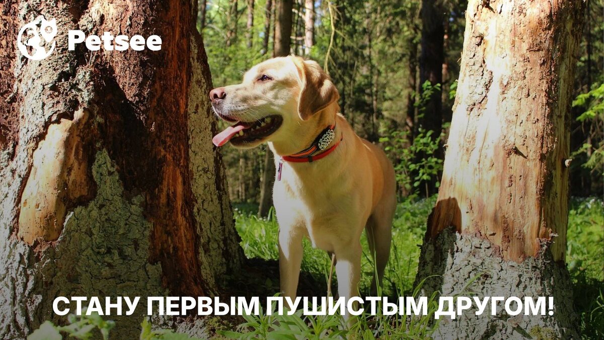 Первая собака! 9 пород, с которыми справится даже новичок