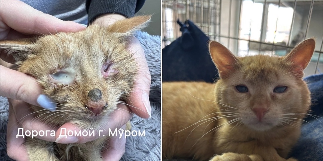 Иногда кажется, что мы только бежим по кругу: спасаем, лечим, кормим, снова спасаем…