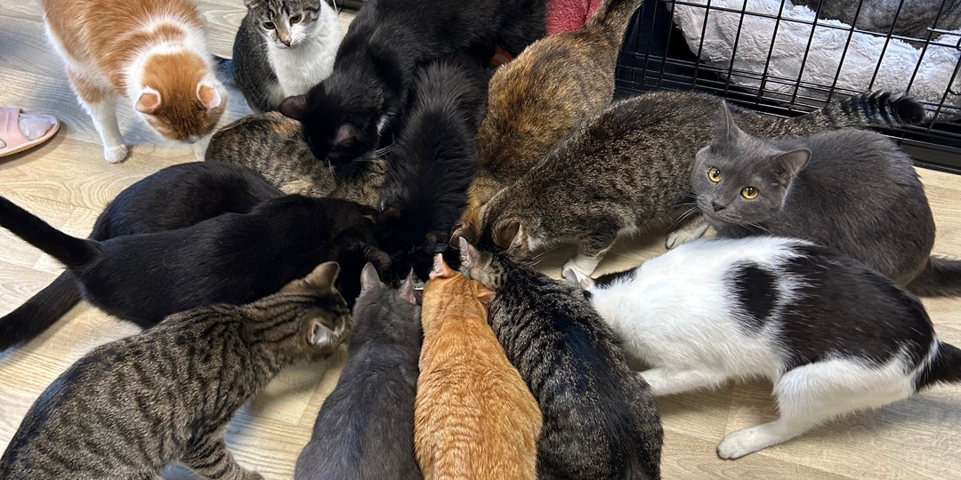 🆘Всегда нужны паштеты и паучи для котят, взрослых кошек и собак.