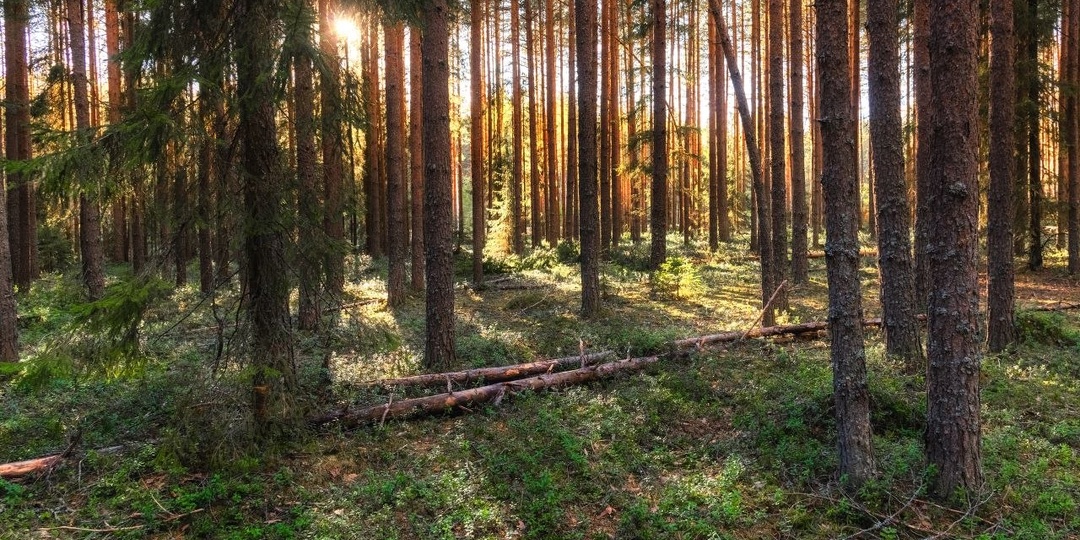 Магия лесной жизни