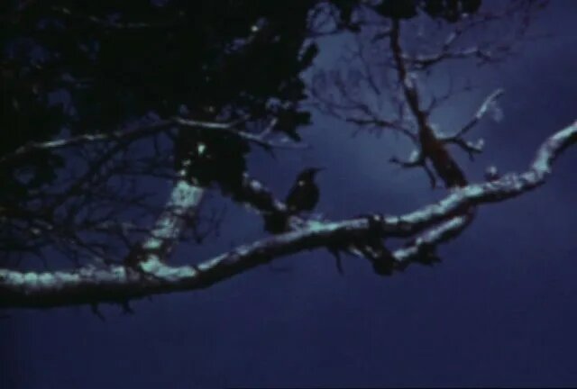 Источник: search.macaulaylibrary.org