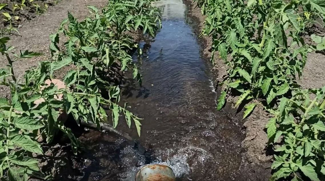 После высадки томатам достаточно 2-3 литра воды. 