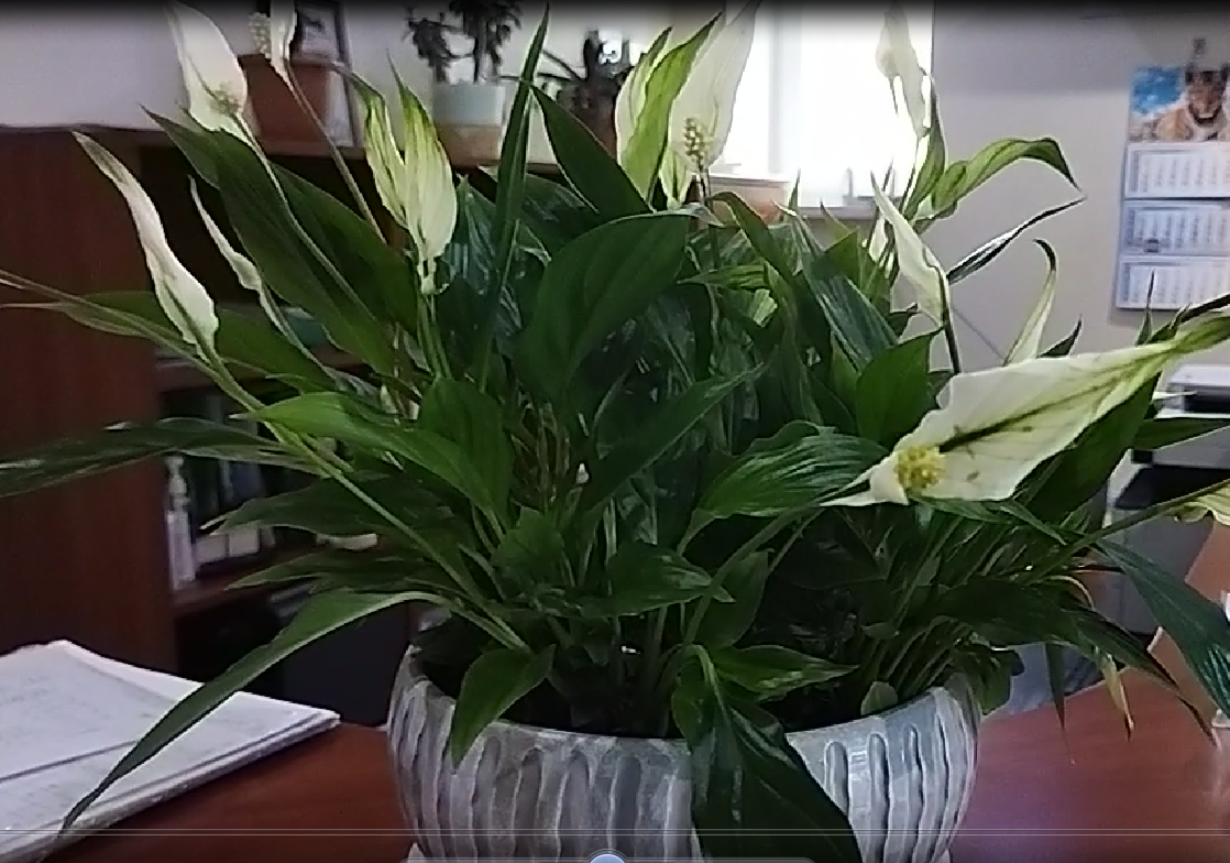 такими красавцами бывают эти цветы.