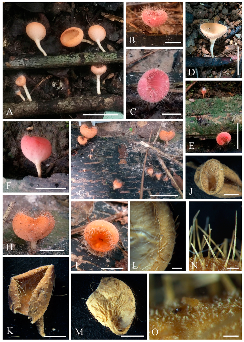Figure 11. Cookeina tricholoma. (A–I) Fresh apothecia [(A) HKAS 121191. (B,C) MFLU 21-0165.
(D) MFLU 21-0163. (E,F) MFLU 21-0168. (G–H) MFLU 21-0167. (I) MFLU 21-0166.] (J,K,M) Dry
apothecia [(J) MFLU 21-0168. (K) MFLU 21-0165. M HKAS 121191.] (L) Margin (HKAS 121191).
(N) Compound hairs (MFLU 21-0164). (O) Receptacle surface of an apothecium(MFLU 21-0163). Scale
bars (A,E,G) = 3 cm; (B,C,H,I) = 1 cm; (D,F) = 2 cm; (J,K,M) = 5000 m; (L) = 1000 m; (N) = 500 m;
(O) = 200 m. Zeng M, Gentekaki E, Hyde KD, Zhao Q, Matočec N, Kušan I. Phylogeny and Morphology of Novel Species and New Collections Related to Sarcoscyphaceae (Pezizales, Ascomycota) from Southwestern China and Thailand. Biology. 2023; 12(1):130. https://doi.org/10.3390/biology12010130)