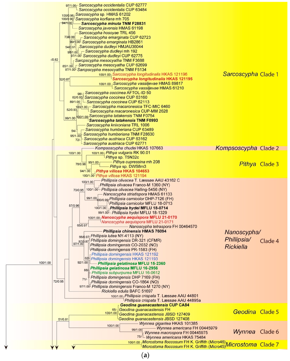 Figure 1. Maximum likelihood tree of ITS sequence data inferred from 151 taxa and 476 sites under the GTR (general time reversible) + G + I model of nucleotide substitution. Bootstrap support values for maximum likelihood (BS) and Bayesian posterior probabilities (PP) greater than 50% and 0.80 are indicated above or below the nodes in this order. Names in red indicate newly-described species and names in blue stand for newly-sequenced collections. Names in green indicate correction to Phillipsia domingensis (a). (https://doi.org/10.3390/biology12010130)