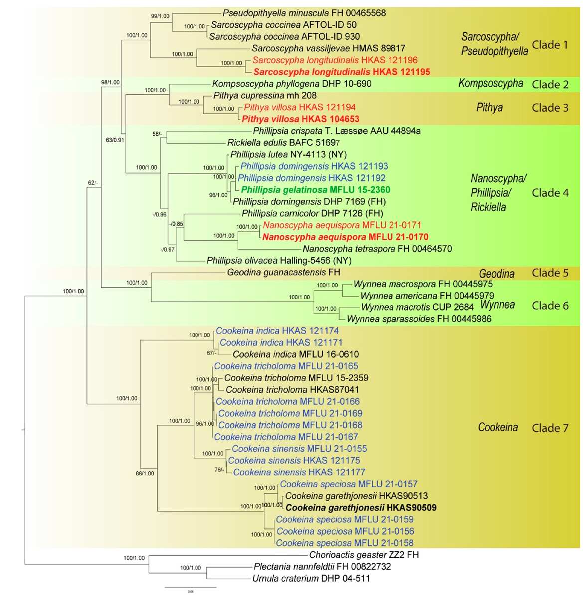 Figure 2. Phylogenetic tree of combined ITS, LSU, SSU, rpb2, and tef-1α sequence data inferred from 49 taxa and 4366 sites under the GTR + G + I model of nucleotide substitution. Numerical values at the nodes indicate maximum likelihood bootstrap support (BS) and posterior probabilities (PP). Values of BS greater than 50% and PP over 0.80 are indicated above or below the nodes in this order. Names in red indicate newly-described species and names in blue stand for newly-sequenced collections. Names in green indicate correction to Phillipsia domingensis. Tree is artificially rooted to Chorioactis geaster (ZZ2 FH), Plectania nannfeldtii (FH 00822732) and Urnula criterium (DHP 04-511). (https://doi.org/10.3390/biology12010130)