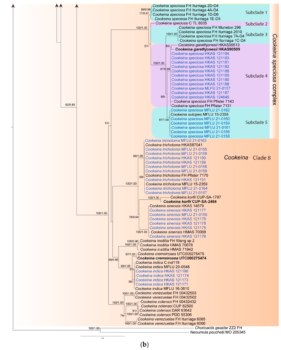 Chorioactis geaster (ZZ2 FH) and Neournula pouchetii (MO 205345) are used as the outgroup taxa (b). (https://doi.org/10.3390/biology12010130)