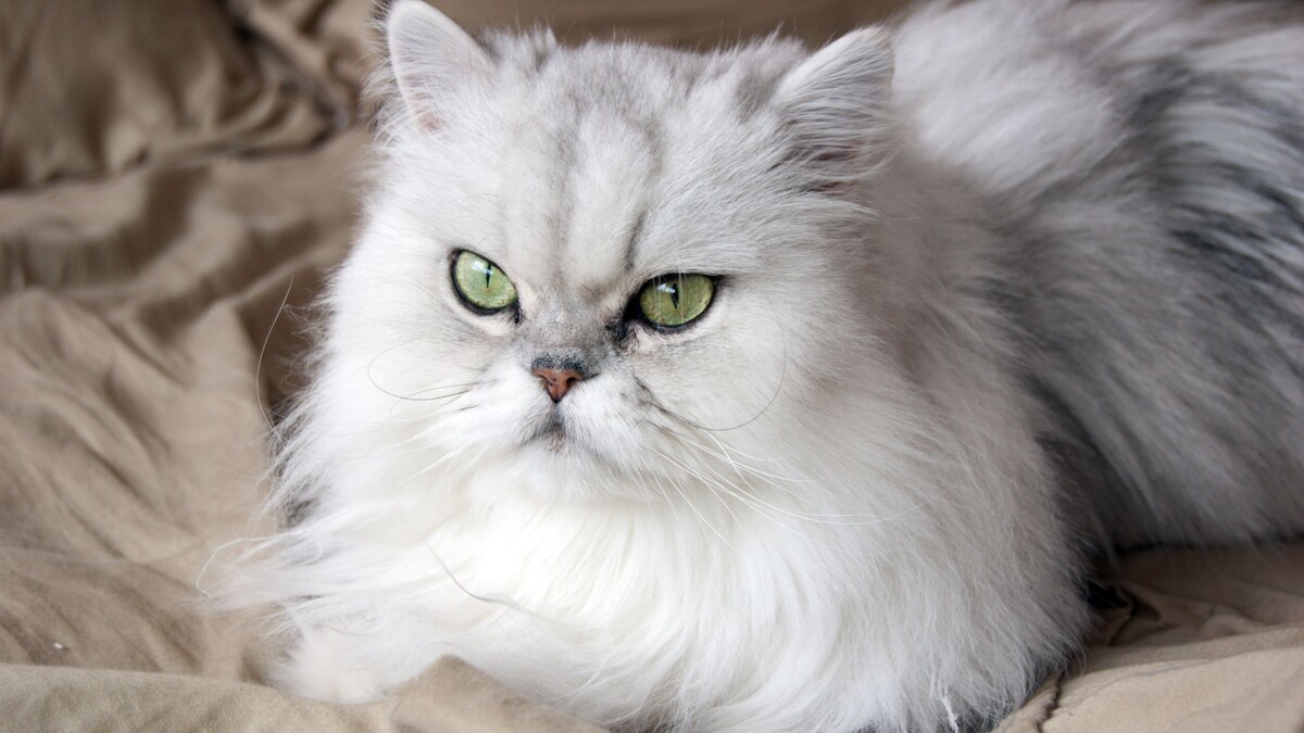 Персидская кошка