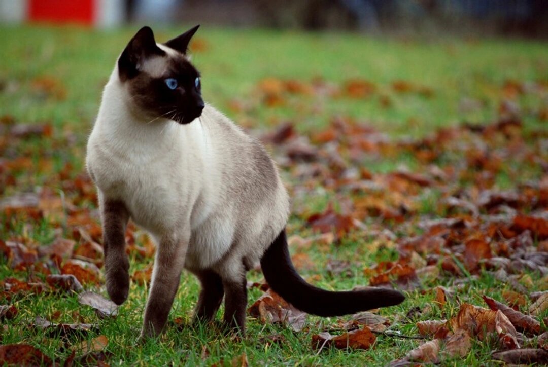 Сиамская кошка