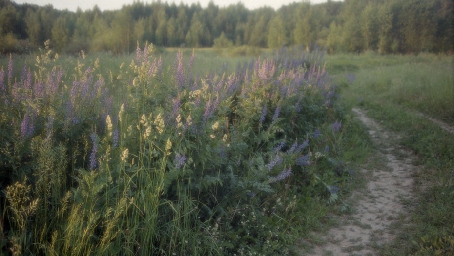    Люпины в поле. Автор фото: Игорь Зотин/ТАСС