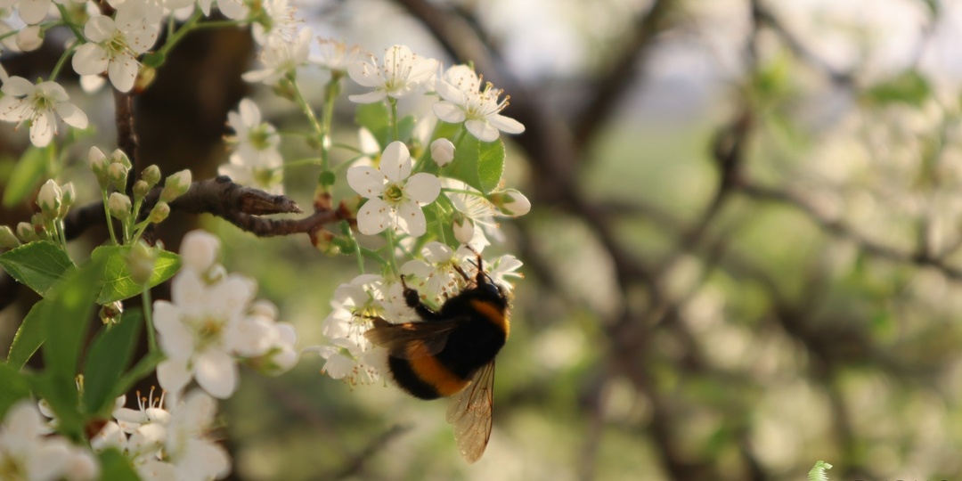 🌼 Белые цветы, чёрные коты 🌼 #настроение_Дивногорья