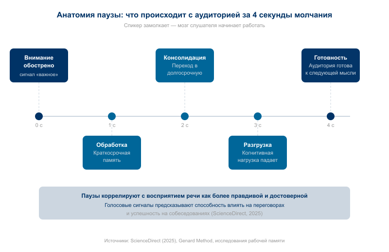Анатомия паузы: от обострения внимания до готовности к следующей мысли