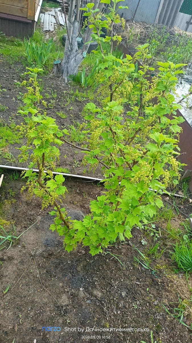 Кусты смородины