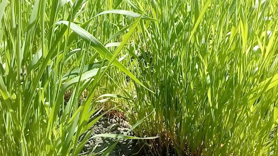 Рожь поднимается плотной стеной и не оставляет пырею никакого шанса пробиться к свету.
