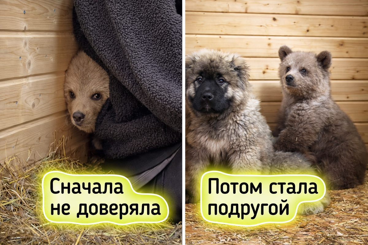 Дынька нашла утешение в дружбе со щенком Арбузиком