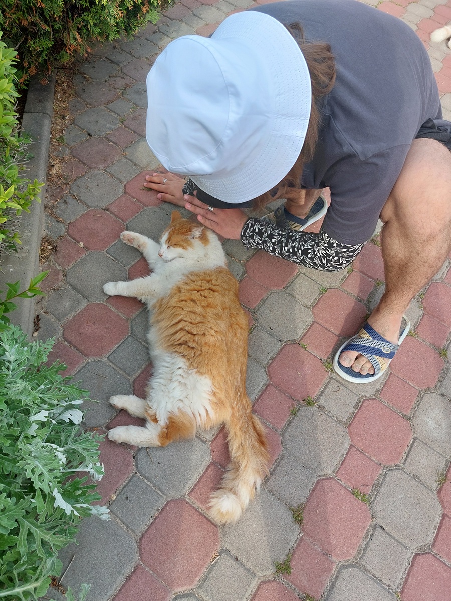 Это не санаторский кот