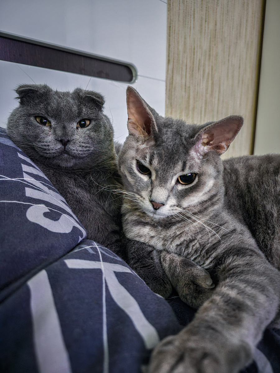 Отдыхают после ночи🐈