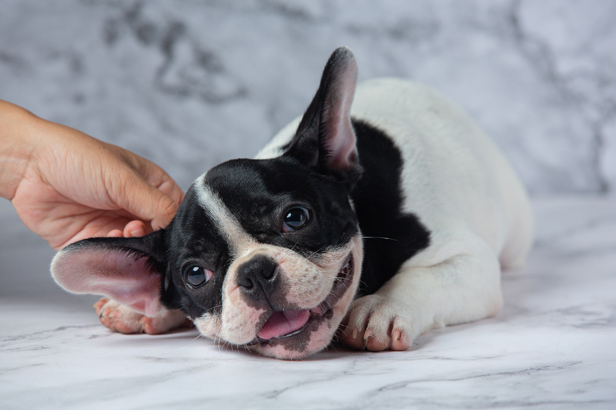 <a href="https://www.magnific.com/free-photo/french-bulldog-dog-breeds-white-polka-dot-black-marble_10069503.htm#fromView=search&page=1&position=3&uuid=ea6390c3-1ea3-41b1-b847-82816246362b&query=%D1%81%D0%BE%D0%B1%D0%B0%D0%BA%D0%B0+%D1%87%D0%B5%D1%88%D0%B5%D1%82+%D1%83%D1%85%D0%BE">Image by jcomp on Magnific</a>
