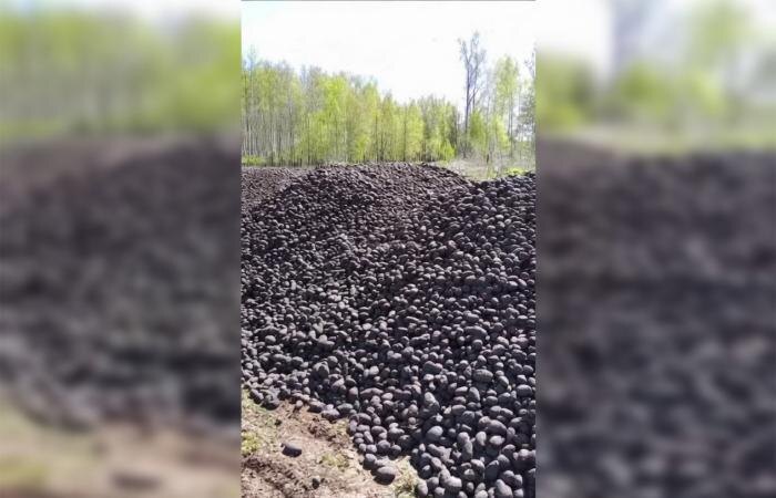 Фермер объяснил, почему выкинул около 200 тонн картошки под Богдановичем