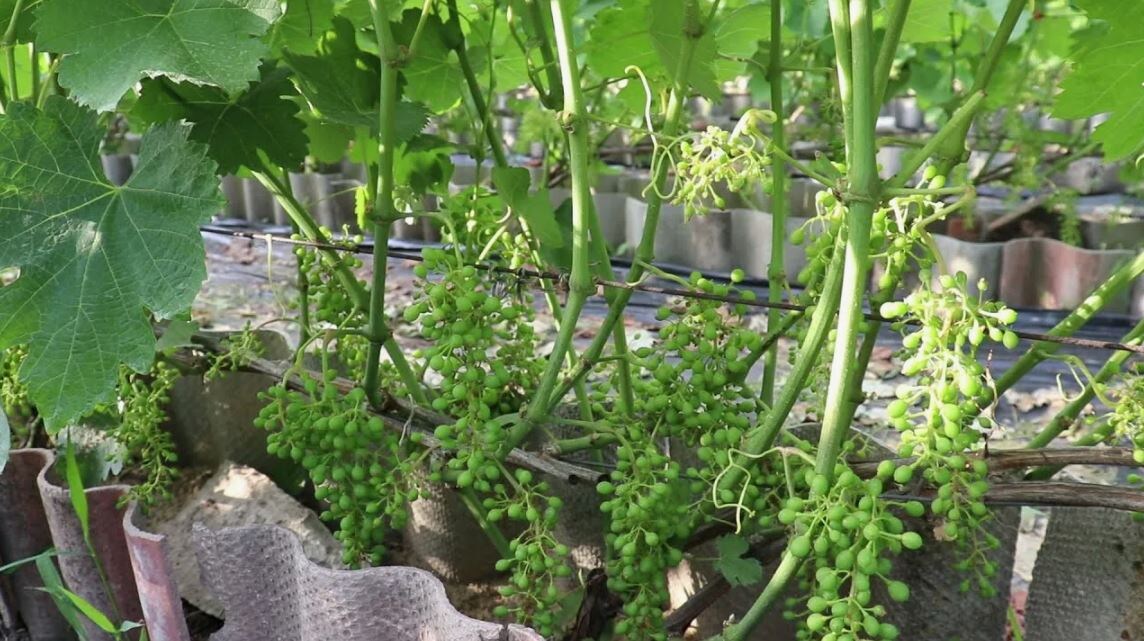 У винограда и у нас цели на урожай разные. Нам нужны крыпные и сладкие ягоды, а винограду как можно больше семян. 