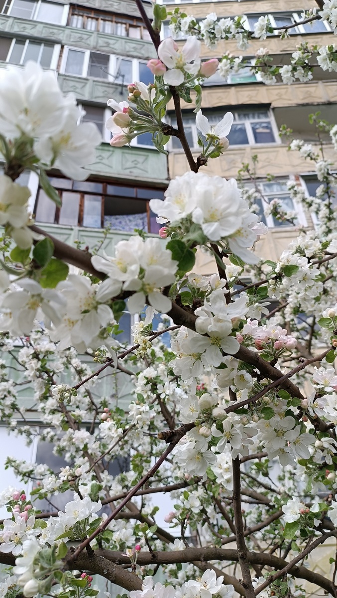 Яблоневый цвет 🍎🍏. 