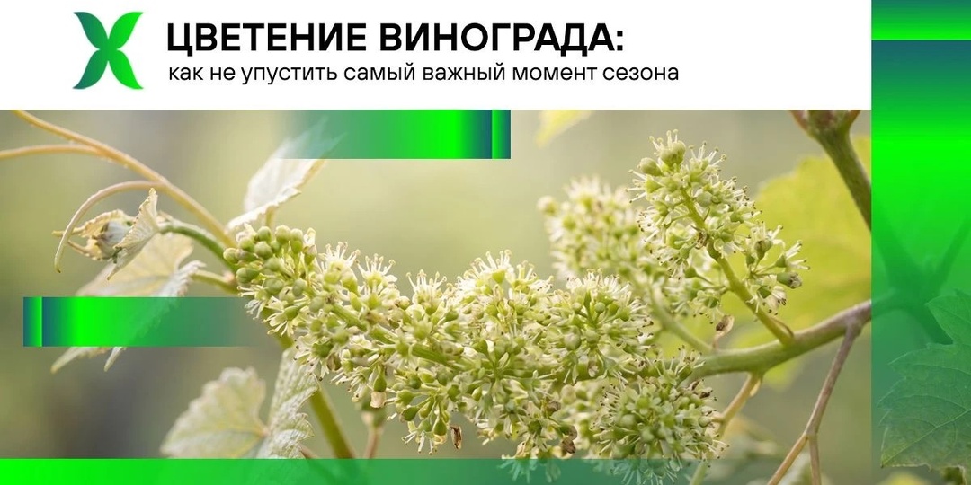 Цветение винограда: как не упустить самый важный момент сезона
