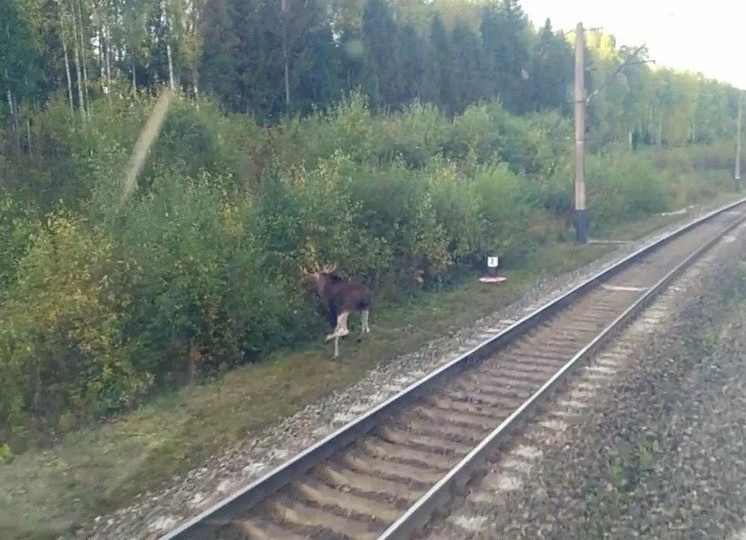 А у нас лоси в районе ж/д гуляют