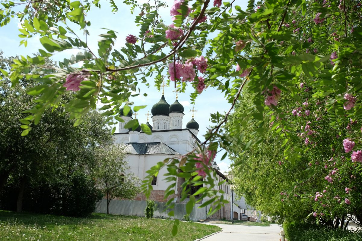 Акация в Астраханском Кремле. Фото: https://kaspyinfo.ru/