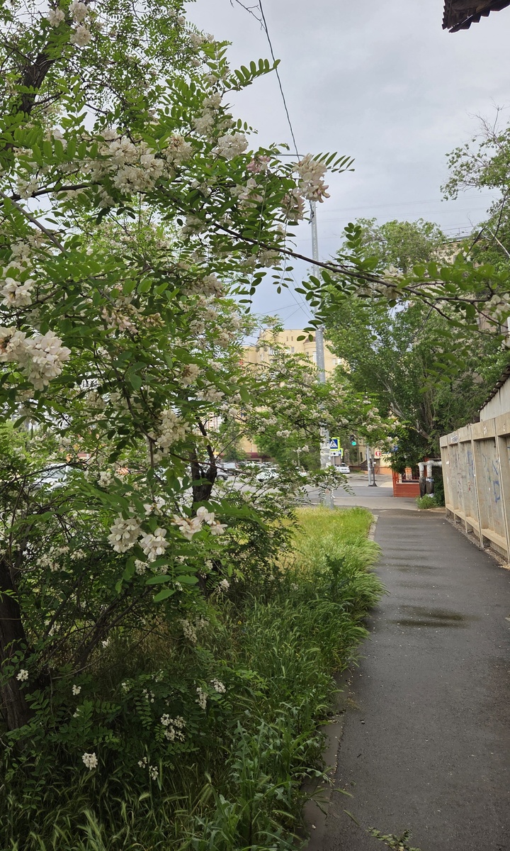 Акация на улицах города. Фото автора. 